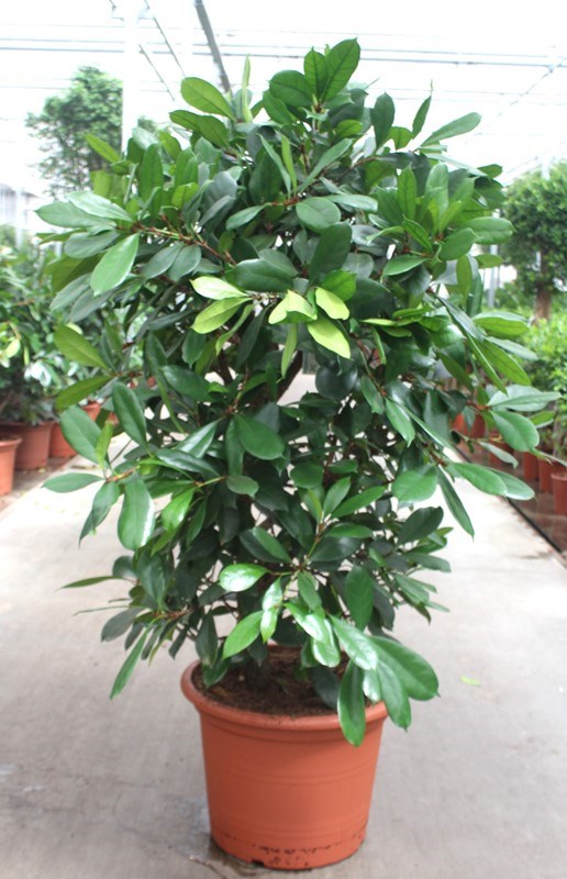 Ficus cyathistipula