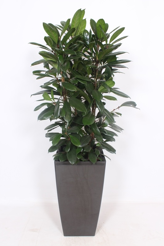 Ficus cyathistipula