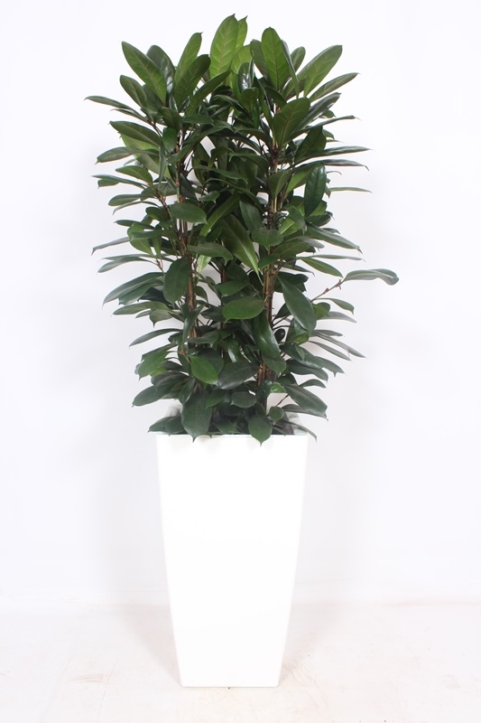 Ficus cyathistipula