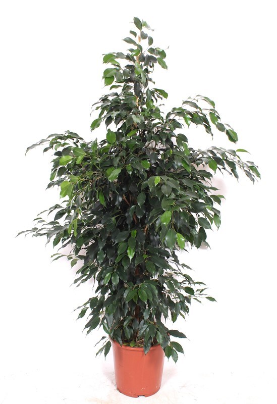 Ficus Danielle