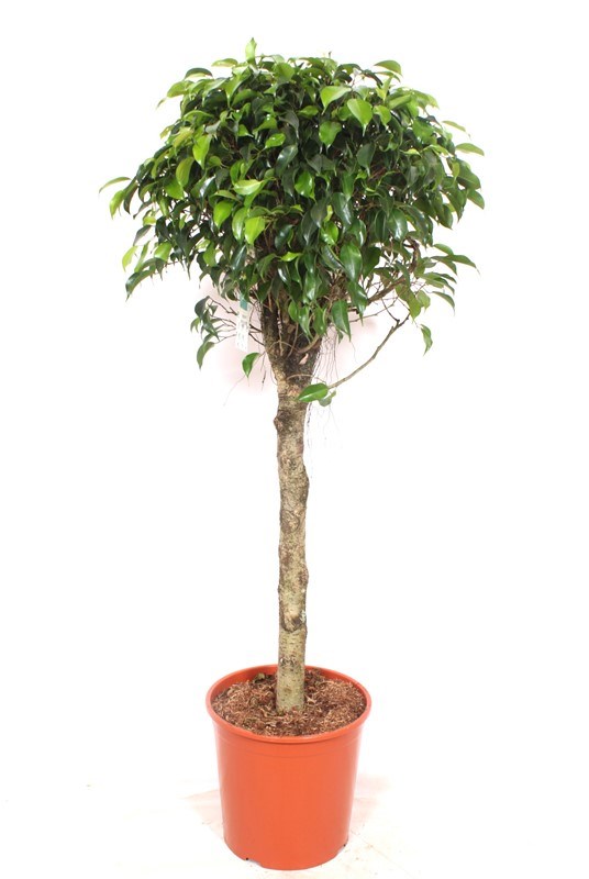 Ficus Danielle
