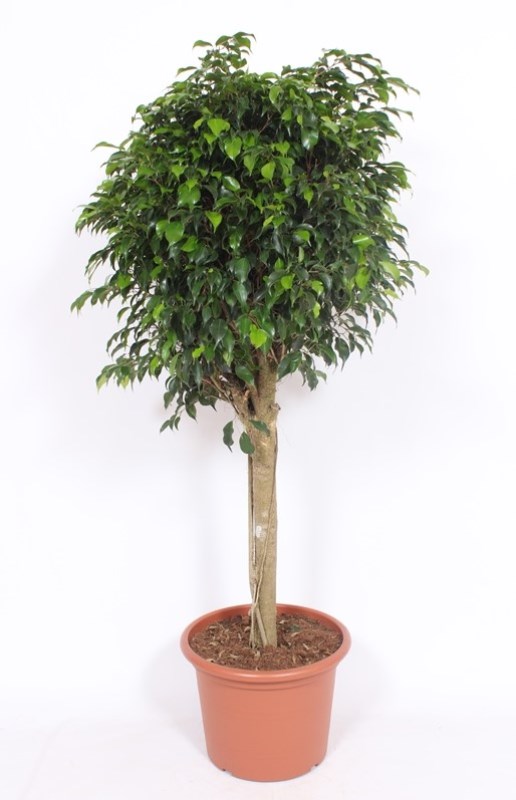 Ficus Danielle