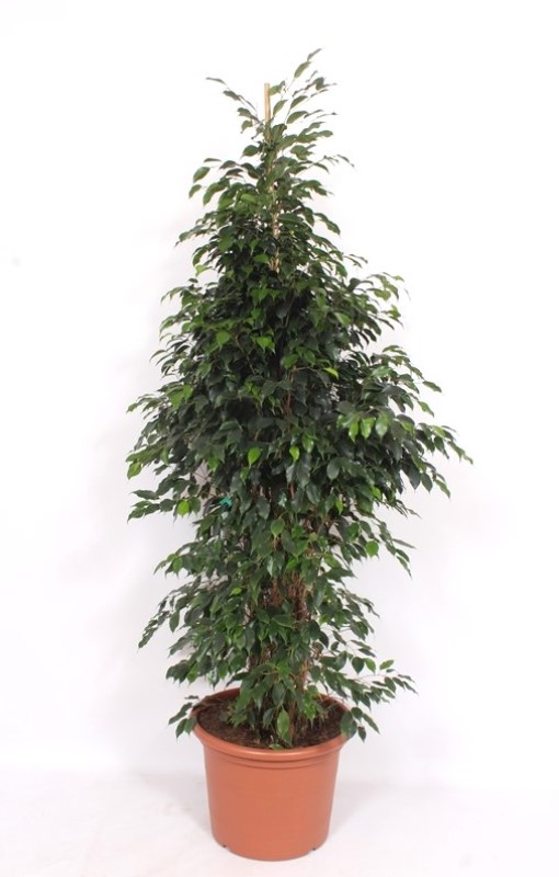 Ficus Danielle