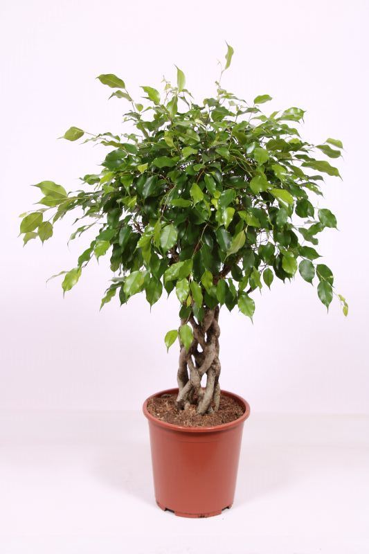 Ficus Exotica
