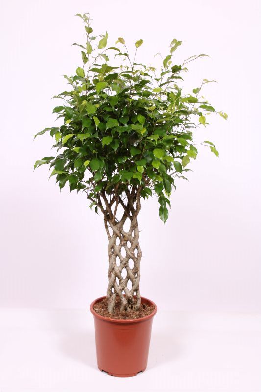 Ficus Exotica