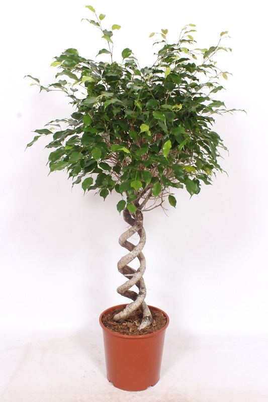 Ficus Exotica