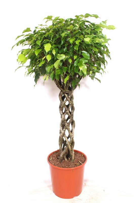 Ficus Exotica