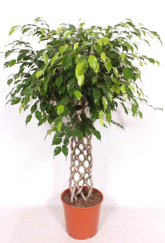 Ficus Exotica