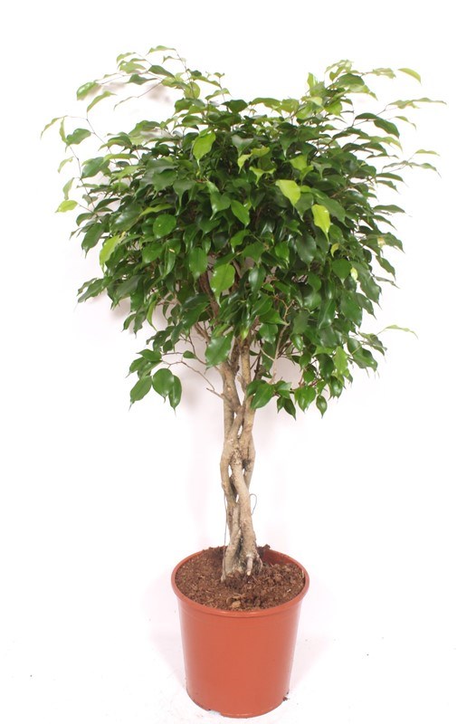 Ficus Exotica