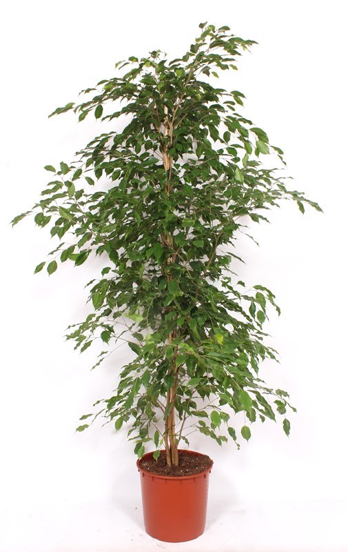 Ficus Exotica