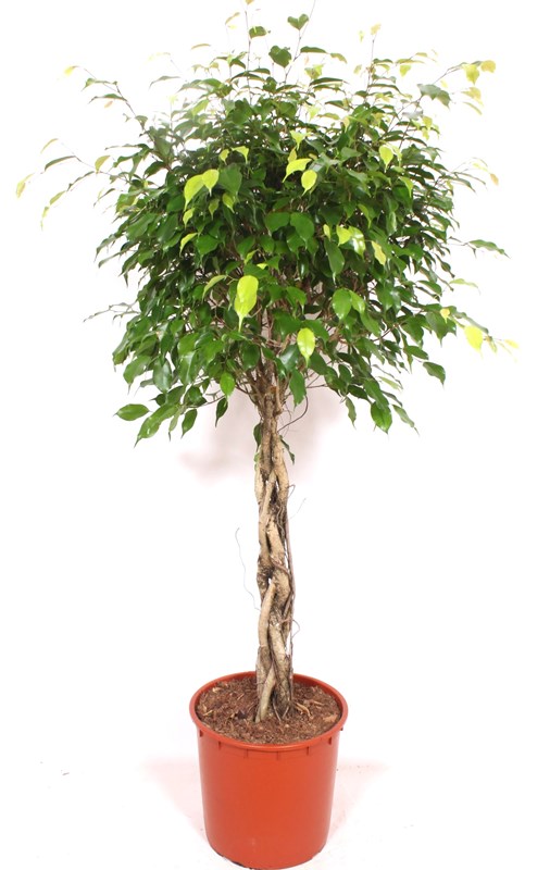 Ficus Exotica