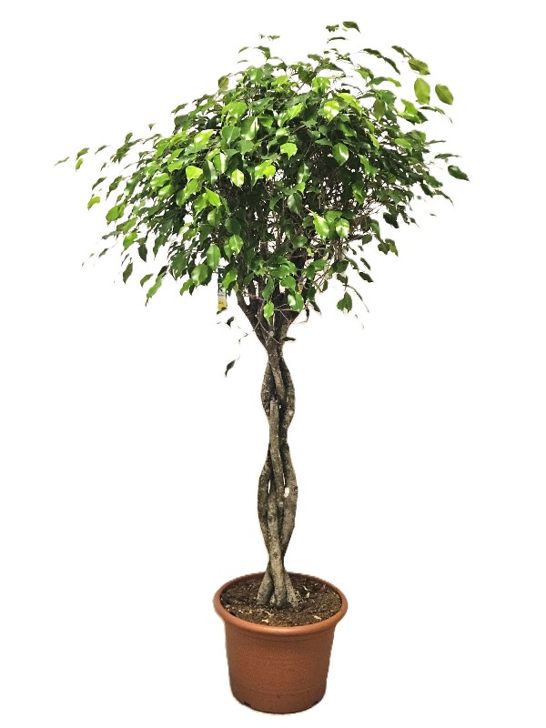 Ficus Exotica