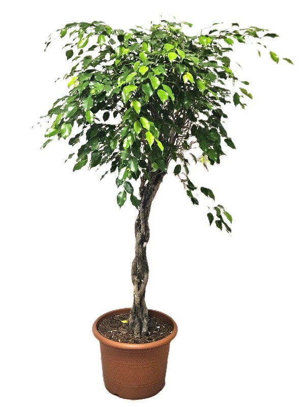 Ficus Exotica
