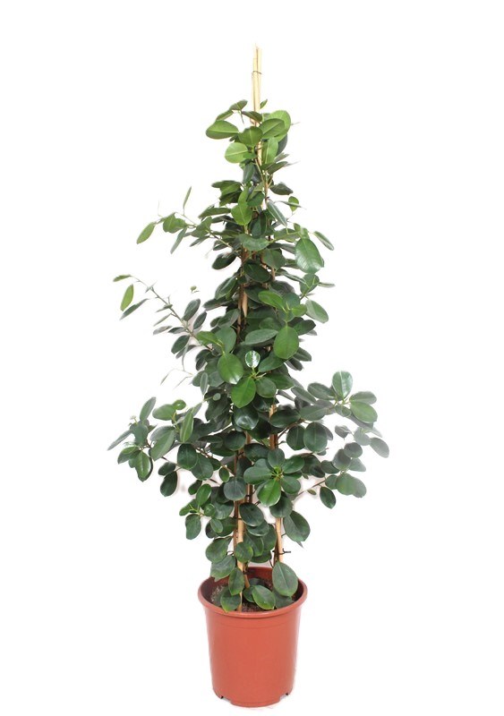 Ficus Green Island