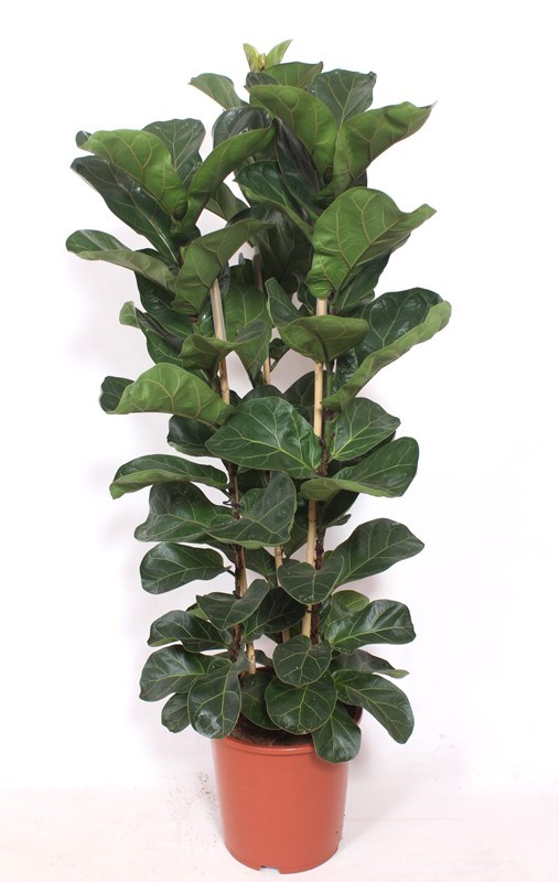 Ficus lyrata Bambino