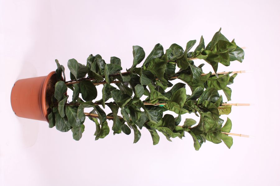 Ficus lyrata Bambino