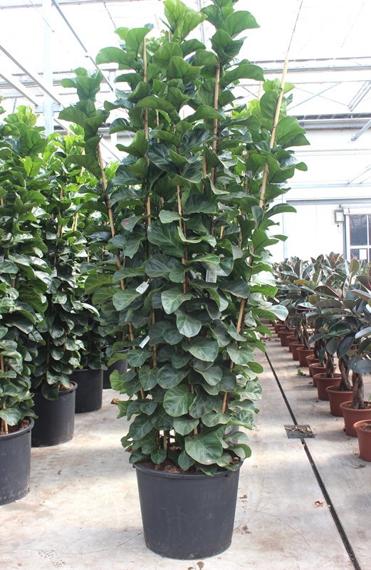 Ficus lyrata Bambino