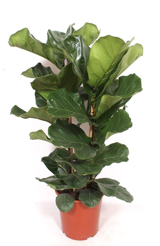 Ficus lyrata