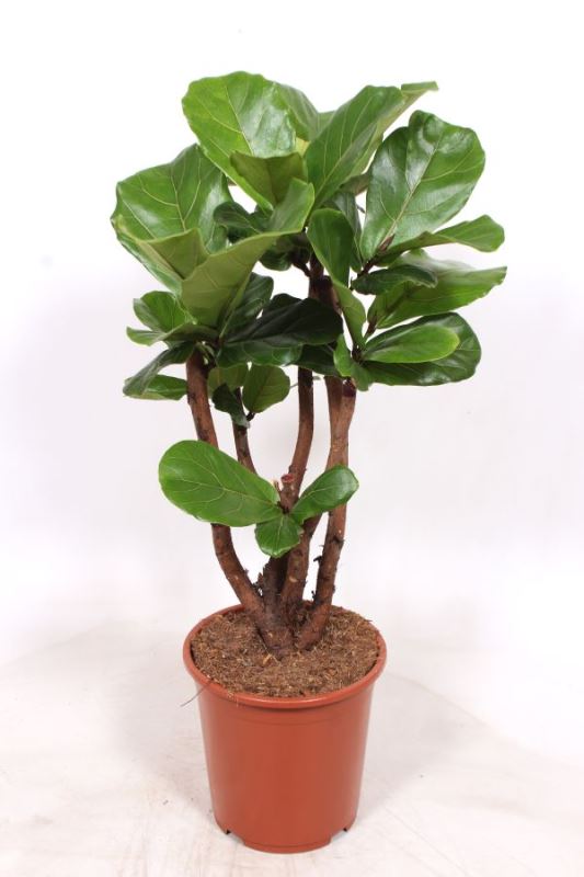 Ficus lyrata