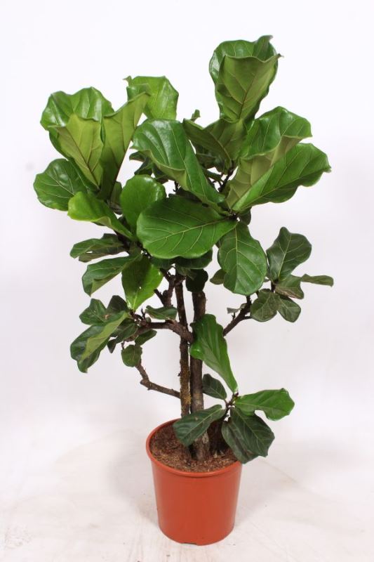 Ficus lyrata