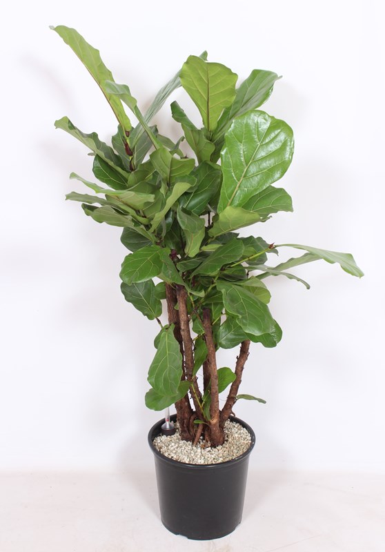 Ficus lyrata