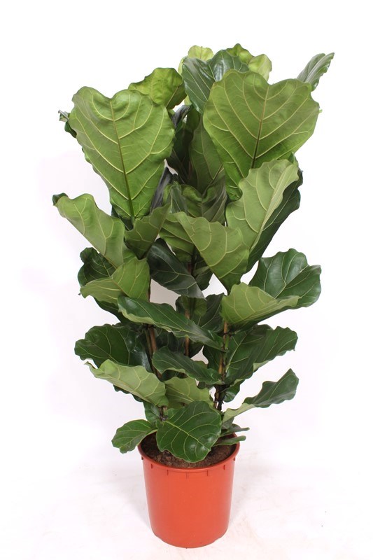 Ficus lyrata