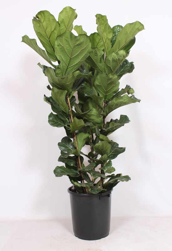 Ficus lyrata 3 per pot