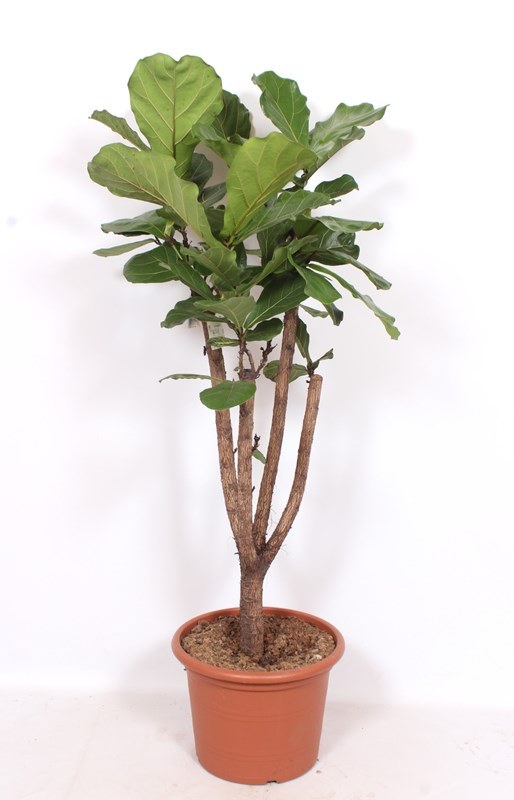 Ficus lyrata
