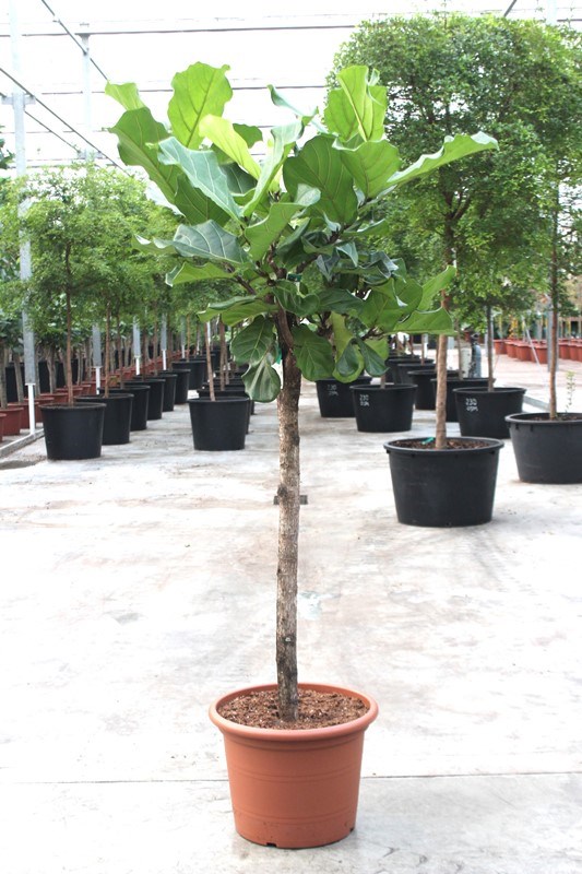 Ficus lyrata