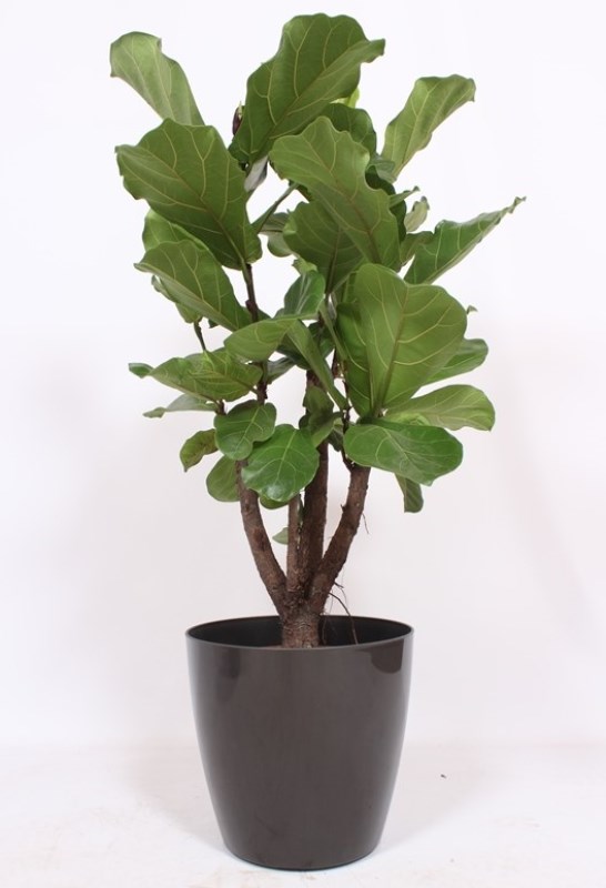 Ficus lyrata