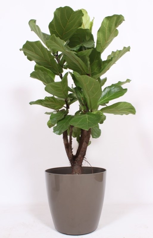 Ficus lyrata
