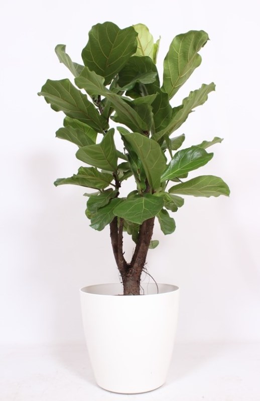 Ficus lyrata