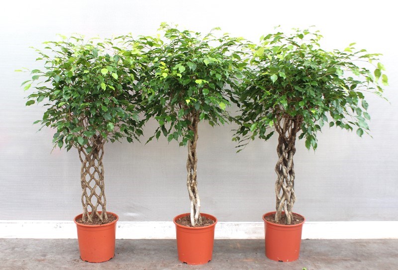 Ficus Exotica mixkar