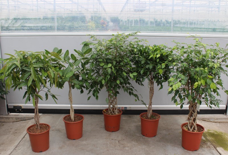 Ficus mixkar