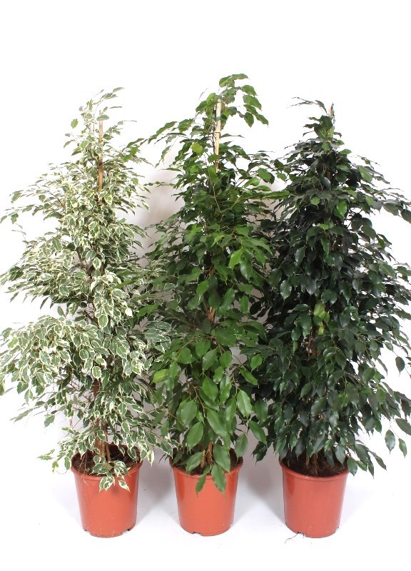 Ficus mixkar