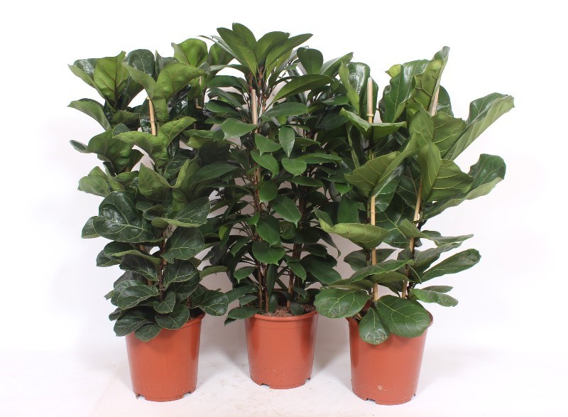 Ficus mixkar