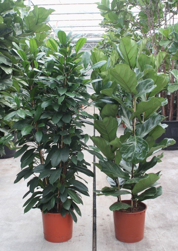 Ficus Mixkar 3 per pot