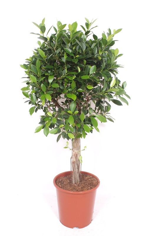 Ficus Nitida