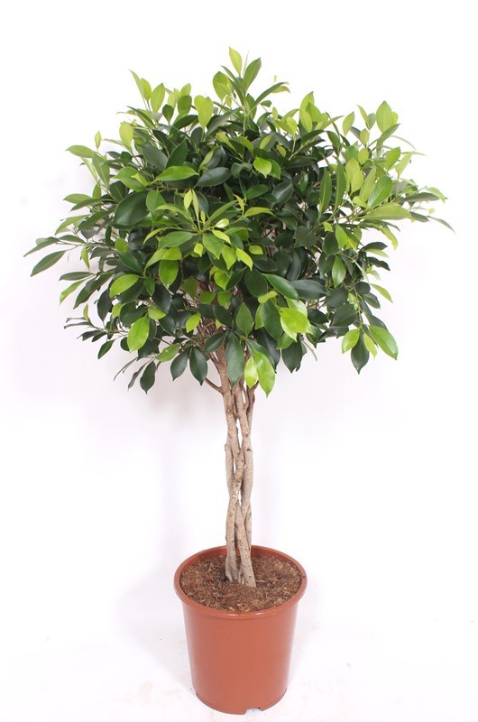 Ficus Nitida