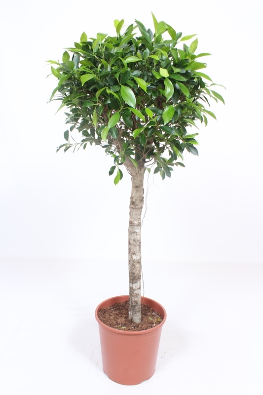 Ficus Nitida