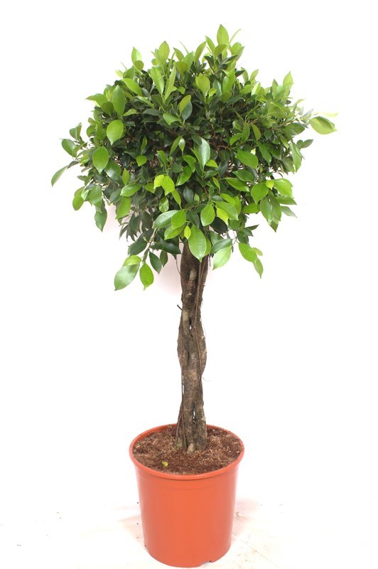 Ficus Nitida