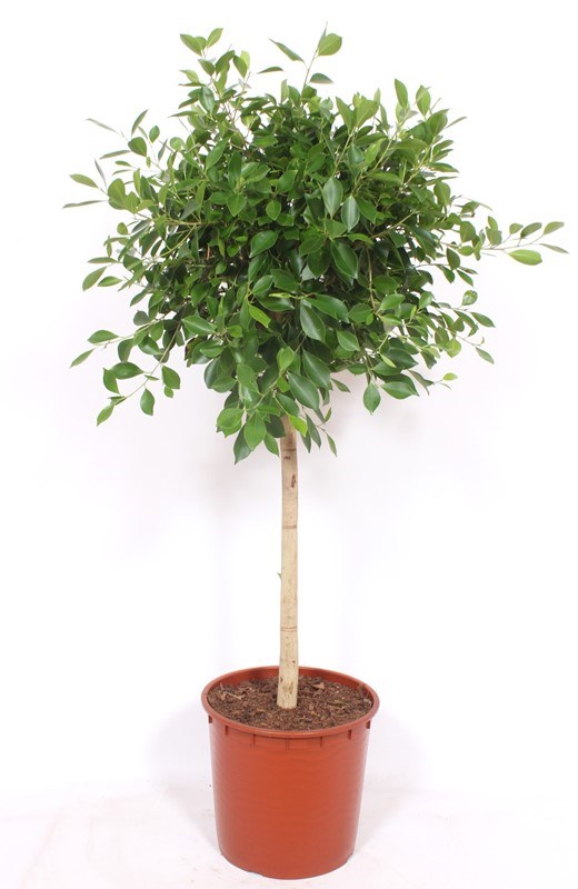 Ficus Nitida