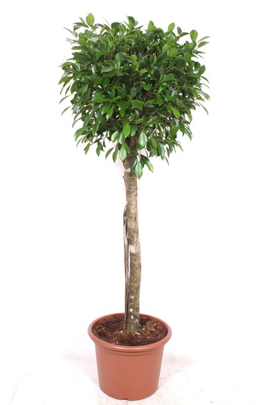 Ficus Nitida