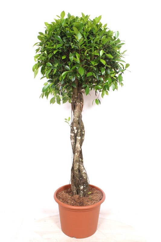 Ficus Nitida