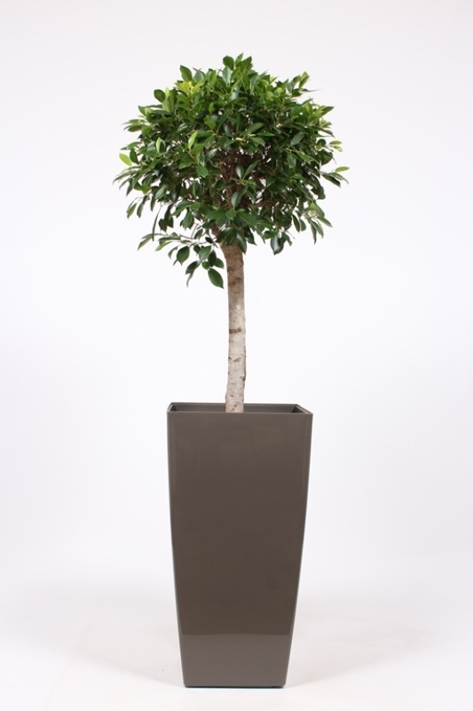 Ficus Nitida