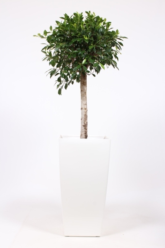 Ficus Nitida