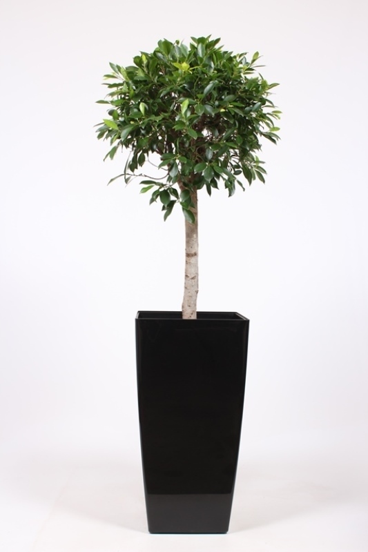 Ficus Nitida