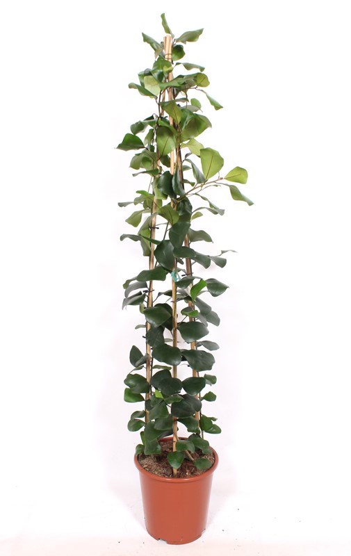 Ficus Trinova