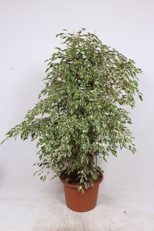Ficus Twilight