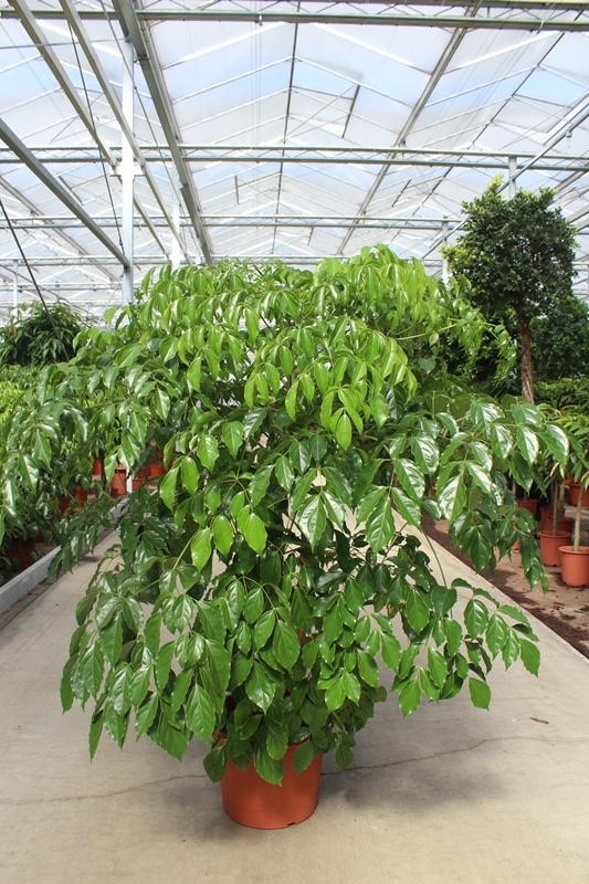 Heteropanax chinensis